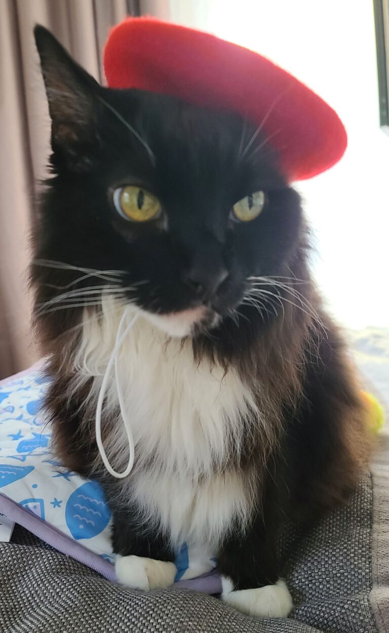 Traveling Internationally with a Maine Coon: What Worked, What Didn’t, and What to Pack